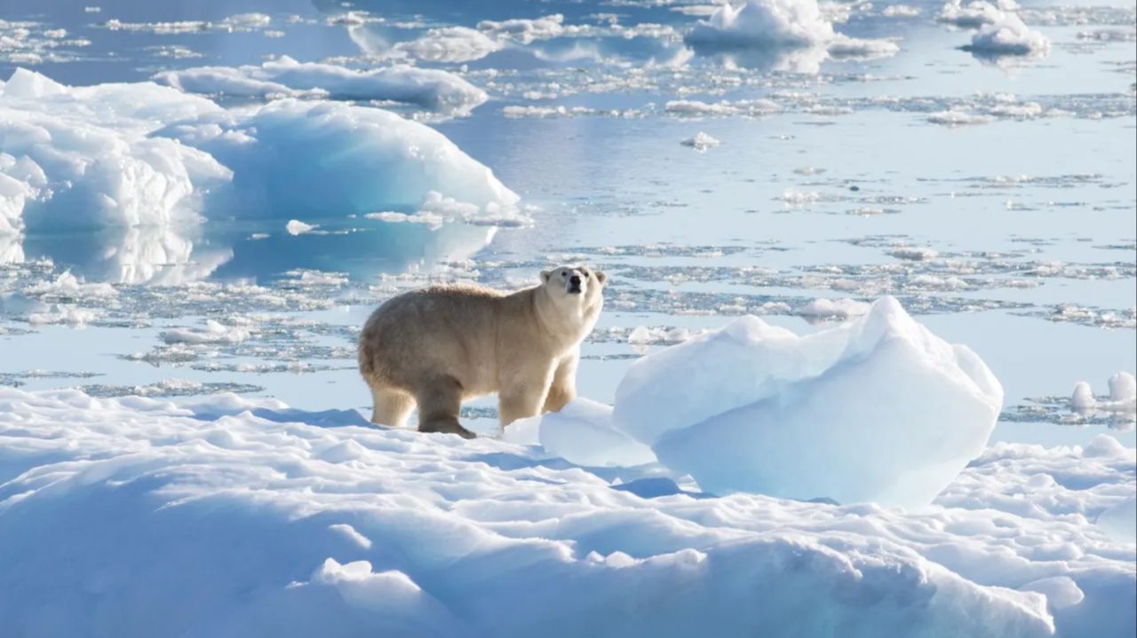 Η Αρκτική κατέγραψε την πιο θερμή χρονιά στην ιστορία της – Iστορική συρρίκνωση του θαλάσσιου πάγου