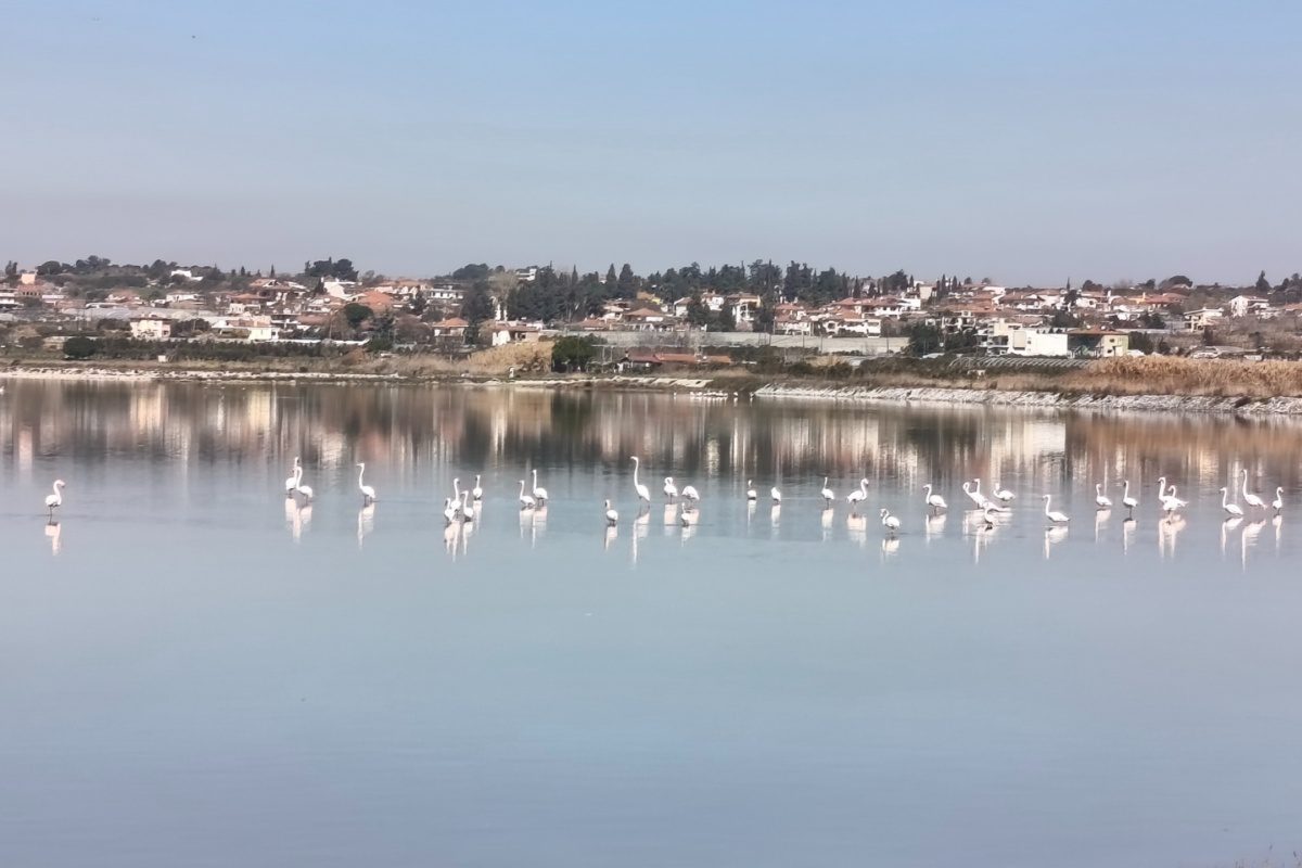 Εθελοντικοί καθαρισμοί σε 4 λιμνοθάλασσες κοντά στη Θεσσαλονίκη
