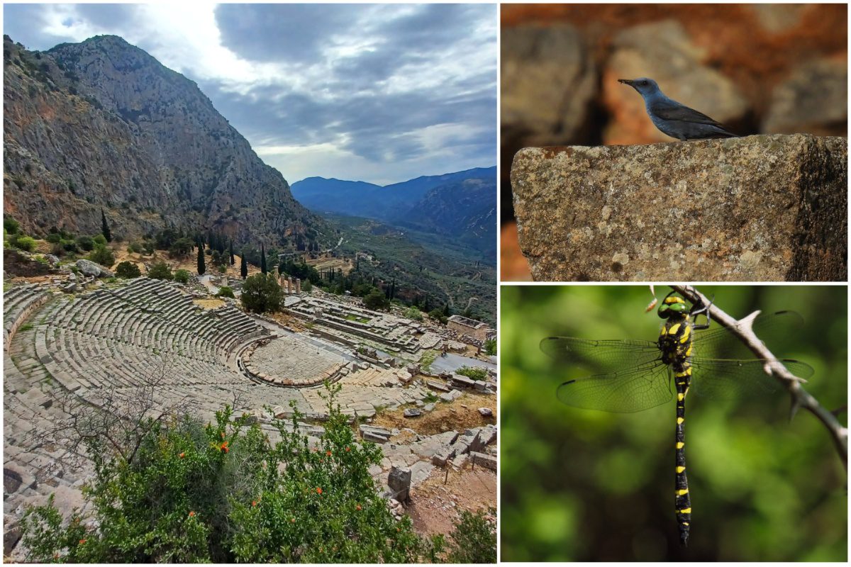 Δελφοί: 620 είδη καταγράφηκαν στον αρχαιολογικό χώρο – Η βιοποικιλότητα συναντά την πολιτιστική κληρονομιά