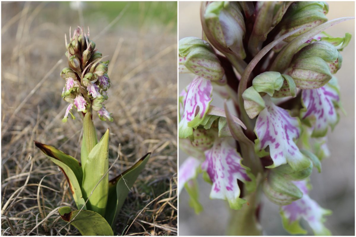 Κιλκίς: Καταγράφηκε το βορειότερο σημείο εμφάνισης της ορχιδέας Himantoglossum robertianum στην Ελλάδα