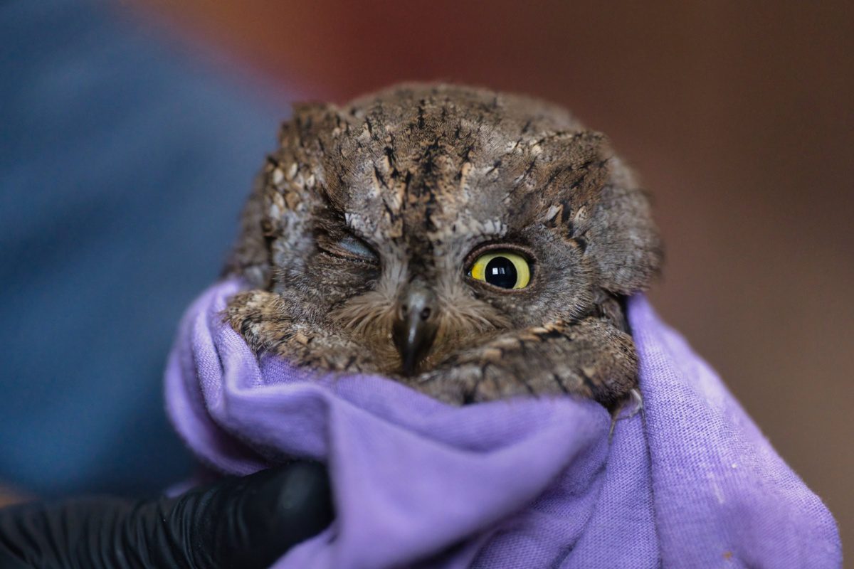 Πρώτα τραυματισμένα πουλιά της άνοιξης φτάνουν στη Δράση για την Άγρια Ζωή