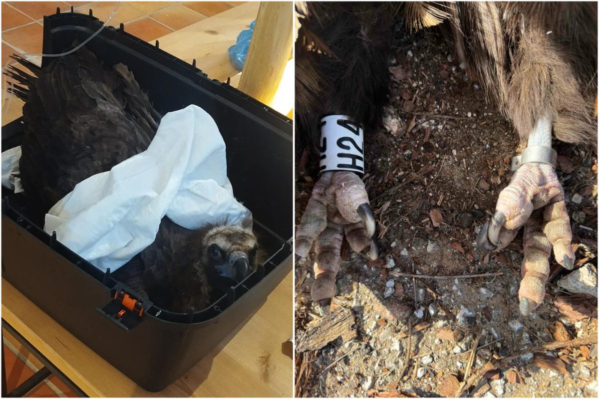 Μαζική δηλητηρίαση άγριας ζωής στο Δάσος Δαδιάς: 25 νεκρά ζώα και η ανησυχία των οργανώσεων