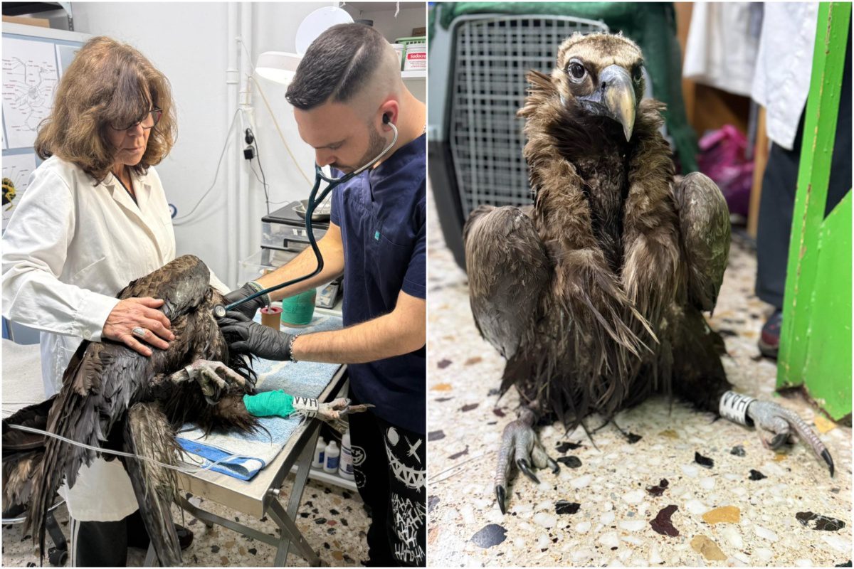 ΥΠΕΝ: Ενίσχυση μέτρων προστασίας για τους μαυρόγυπες στη Δαδιά μετά περιστατικό δηλητηρίασης