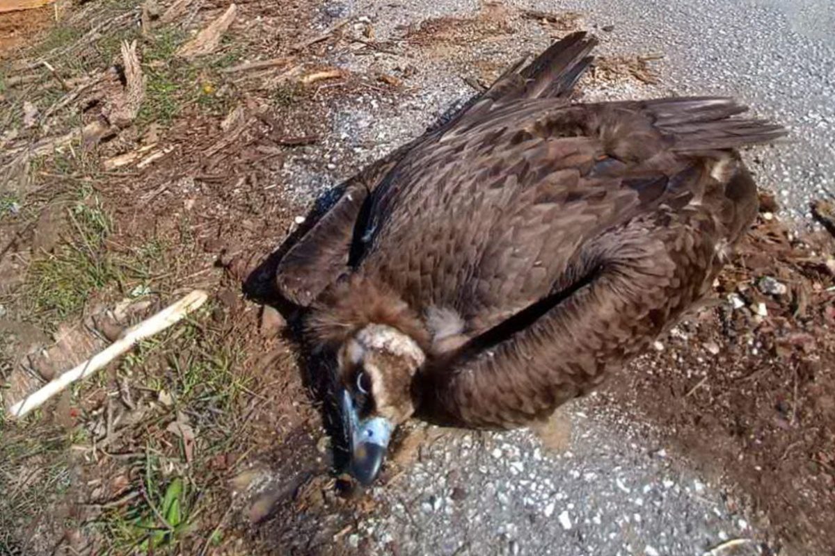Σοβαρό περιστατικό μαζικής δηλητηρίασης άγριας ζωής στη Δαδιά – Αιτήματα προς την Πολιτεία