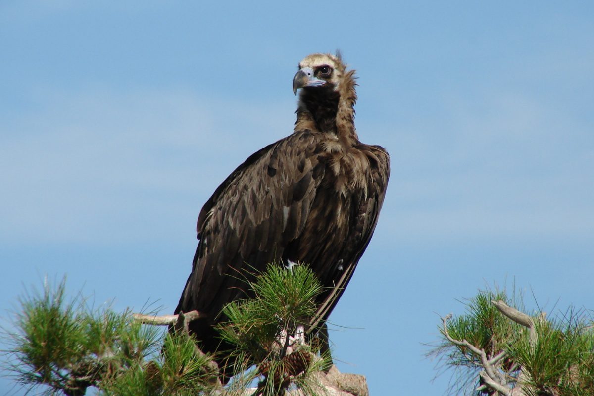 Eνδείξεις δηλητηρίασης σε δύο μαυρόγυπες και έναν λύκο στο Εθνικό Πάρκο Δαδιάς- Λευκίμης- Σουφλίου
