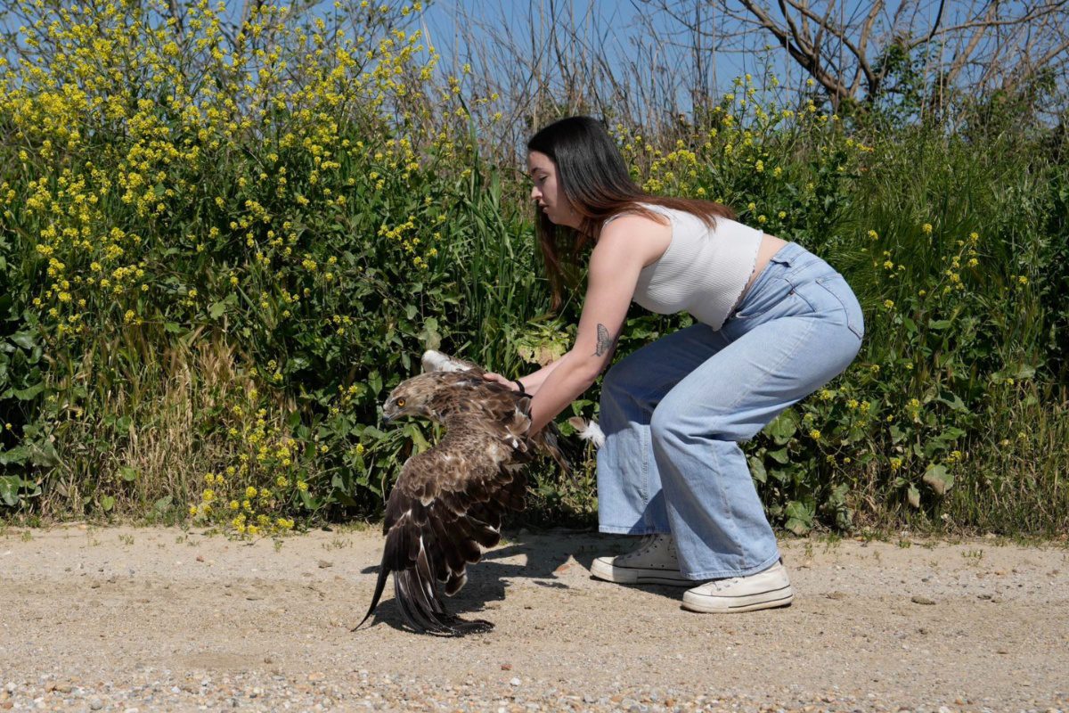 Ελεύθερα ξανά στη φύση άγρια πουλιά μετά από περίθαλψη σε Καλοχώρι και Κορώνεια