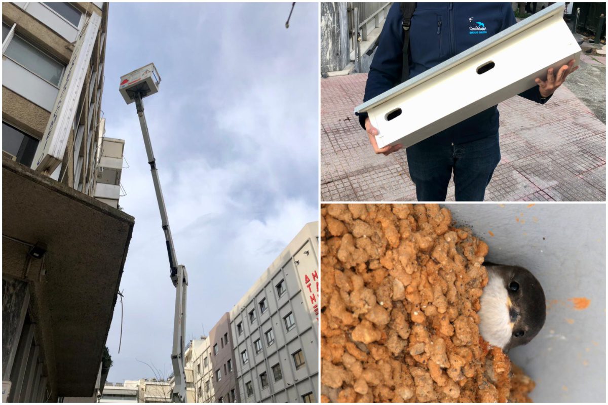 Δήμος Αθηναίων: Πρωτότυπη δράση για την ενίσχυση της αστικής βιοποικιλότητας