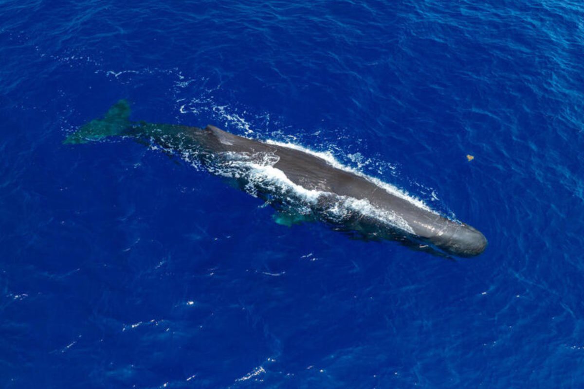 Greenpeace: Σοβαρή απειλή για τη θαλάσσια ζωή της Μεσογείου από σεισμικές έρευνες και εξορύξεις υδρογονανθράκων