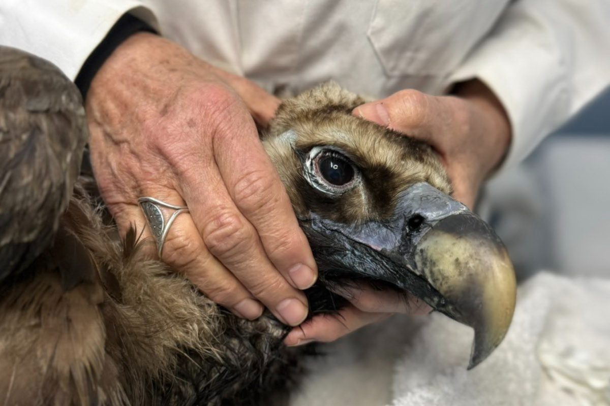 Έβρος: Ο μαυρόγυπας «Ιωάννα» επέστρεψε στη Δαδιά και ανανέωσε την ελπίδα