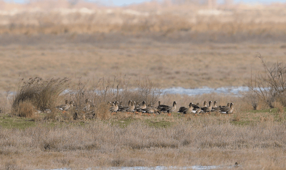 Δέλτα Έβρου: Πρωτοποριακή αποκατάσταση υγρολίβαδων για τη διάσωση της Νανόχηνας