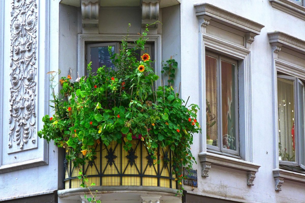 «Πράσινο Μπαλκόνι»: Επιστρέφει ο διαγωνισμός για τις πιο όμορφες αστικές οάσεις στη Θεσσαλονίκη