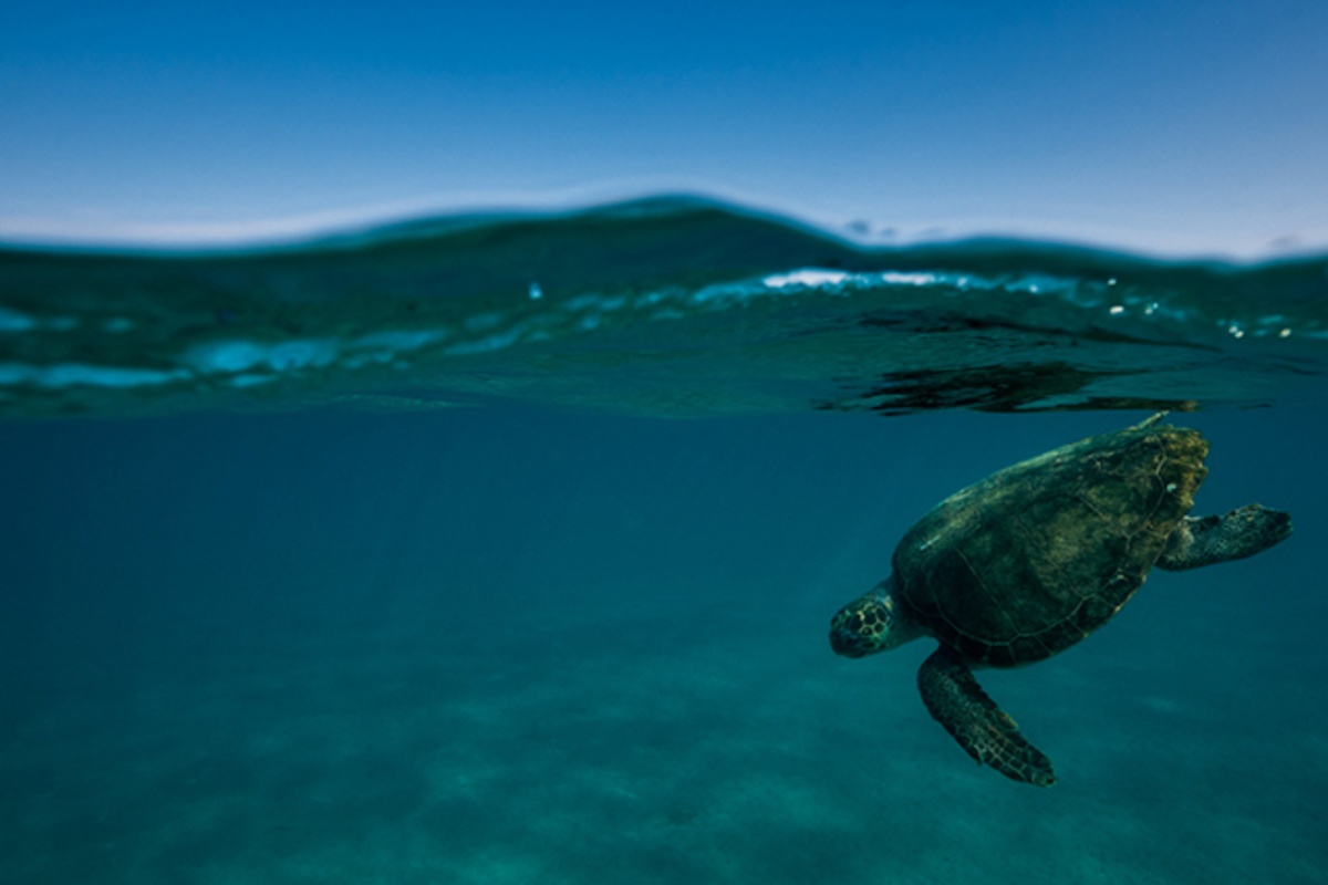 WWF και ΑΡΧΕΛΩΝ: Πιέσεις στις περισσότερες παραλίες ωοτοκίας της Caretta caretta